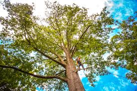 How Our Tree Care Process Works  in  Lake Lorraine, FL