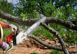 Lake Lorraine, FL Tree Services Company